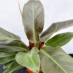 philodendron blushing 'erubescens' 35