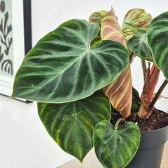 35 - 45cm Philodendron Verrucosum Incensi 14cm Pot House Plant