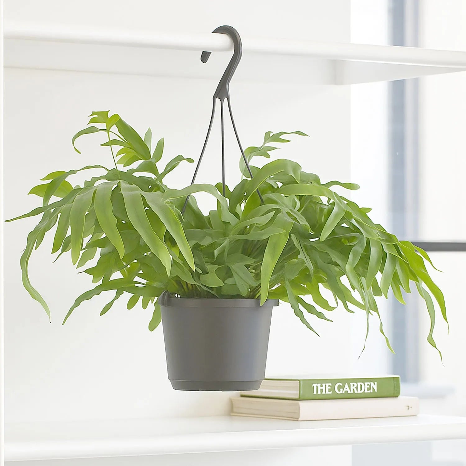 35 - 45cm Phlebodium Blue Star Houseplant 17cm Hanging Pot