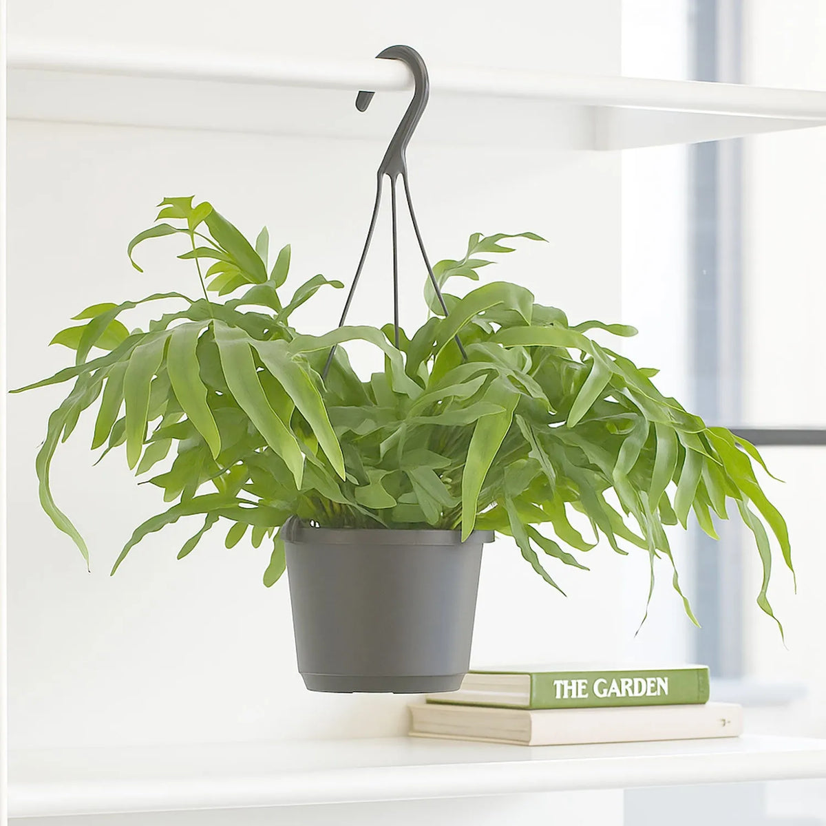 35 - 45cm Phlebodium Blue Star Houseplant 17cm Hanging Pot