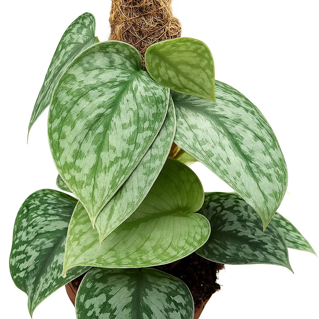 35 - 45cm Scindapsus Silver Splash On Mosspole Pothos 14cm Pot House Plant