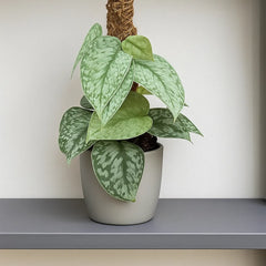 35 - 45cm Scindapsus Silver Splash On Mosspole Pothos 14cm Pot House Plant