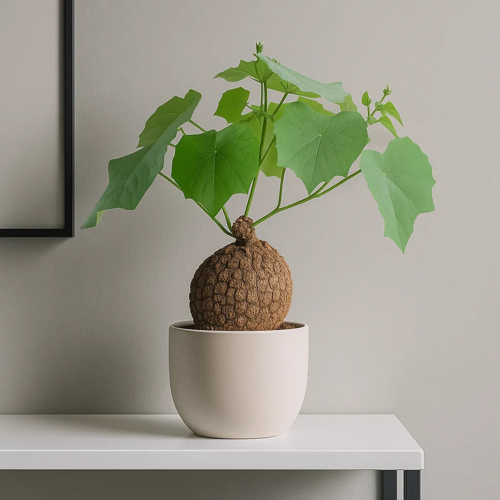 35 - 45cm Stephania Suberosa House Plant 17cm Pot