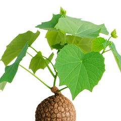 35 - 45cm Stephania Suberosa House Plant 17cm Pot