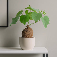 35 - 45cm Stephania Suberosa House Plant 17cm Pot