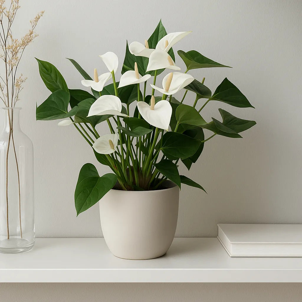 35 - 50cm Anthurium White Flower 12cm Pot House Plant