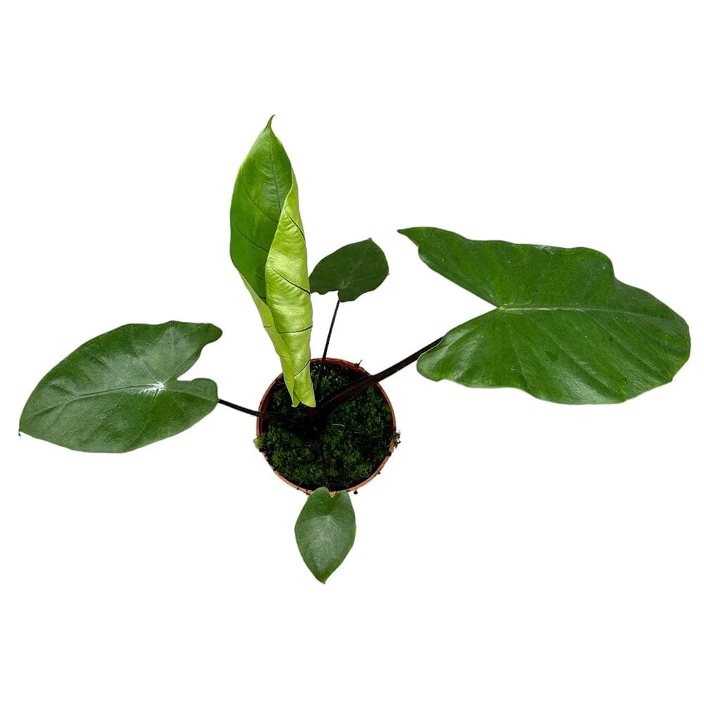 35 cm Alocasia Black Stem House Plant 14 cm Pot