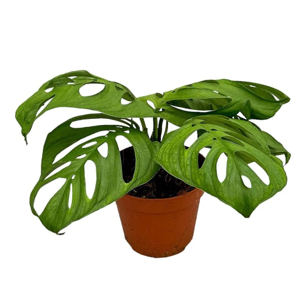 35 cm Monstera Esqueleto House Plant 17 cm Pot