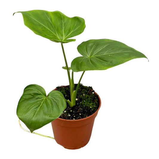 35 cm Philodendron Selloum x Goeldii House Plant 14 cm Pot