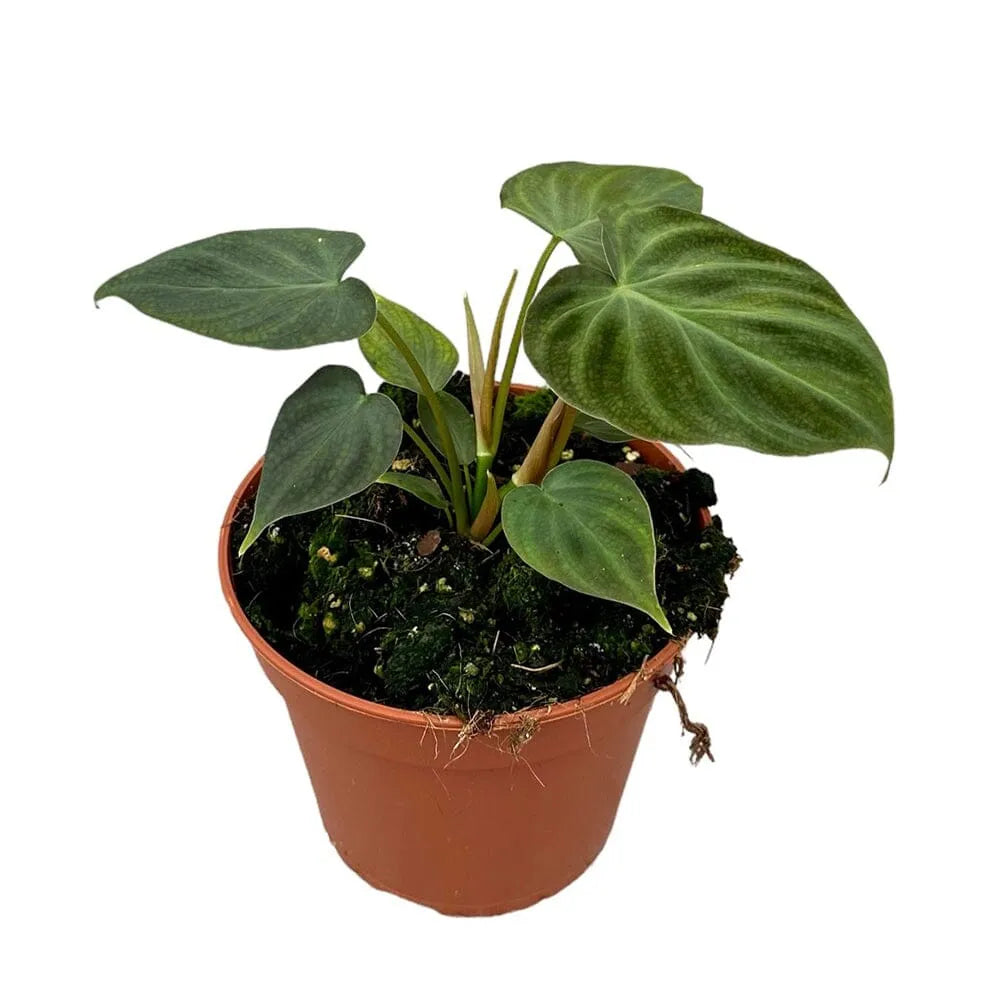 35 cm Philodendron Verrucosum House Plant 14 cm Pot