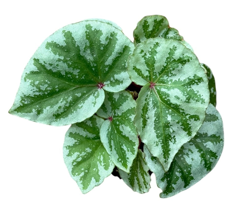 Begonia Temuyuk Silver 8cm Pot 15cm Height House Plant