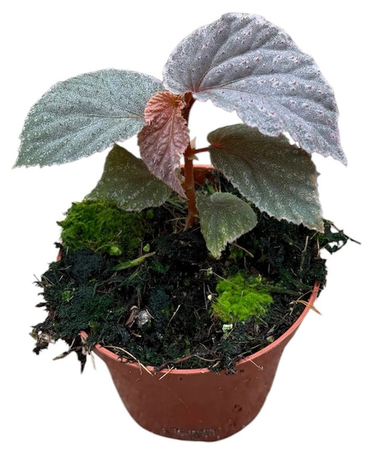 Begonia Lamriana Silver 8cm Pot 10cm Height House Plant