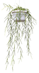 40 - 60cm Hoya Linearis in Hanging Pot Wax Plant 14cm Pot House Plant