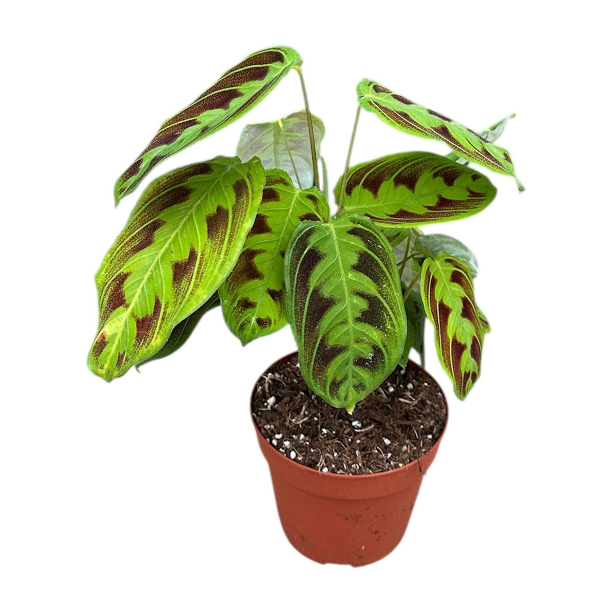 20 - 25cm Maranta NOID 14cm Pot 10cm Height House Plant