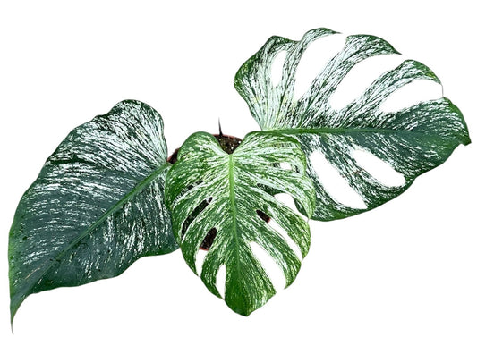 25 - 35cm Monstera Devil Monster 17cm Pot House Plant