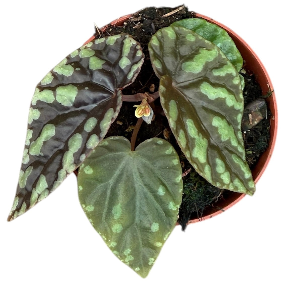 Begonia Filiformis Irmsch 8cm Pot 15cm Height House Plant