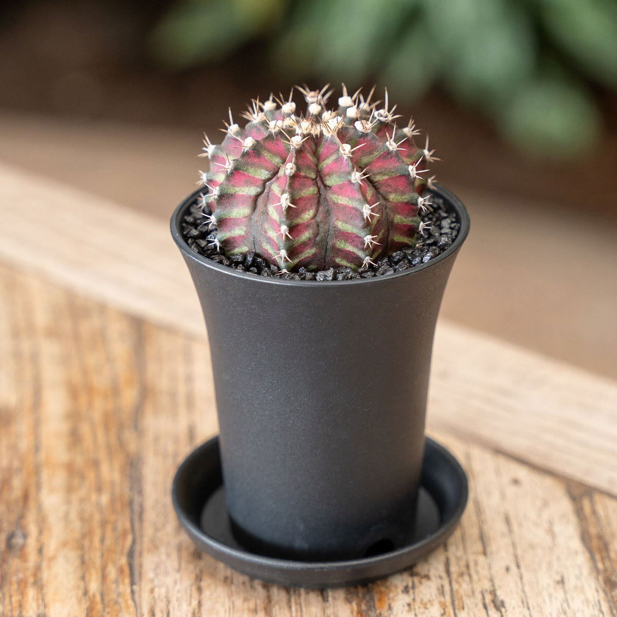 Gymno Cactus 'T-Rex' Pink XL Cactus House Plant in 10cm Pot