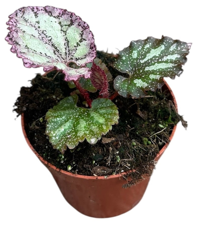 Begonia Pink Panther 8cm Pot 15cm Height House Plant
