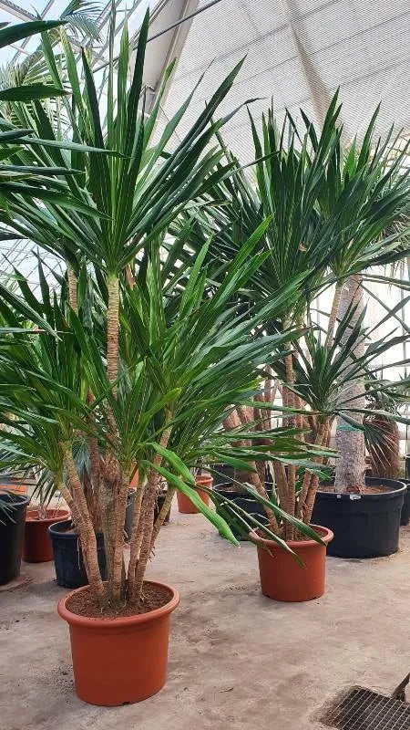 390 - 420cm XXL Dracaena Gymea 70cm Pot House Plant