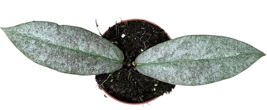 Hoya Mitrata Silver 8cm Pot 10cm Height House Plant