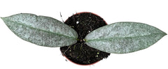 Hoya Mitrata Silver 8cm Pot 10cm Height House Plant