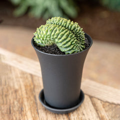 Gymno Cactus 'Spineless' Bridge XL Cactus House Plant in 10cm Pot