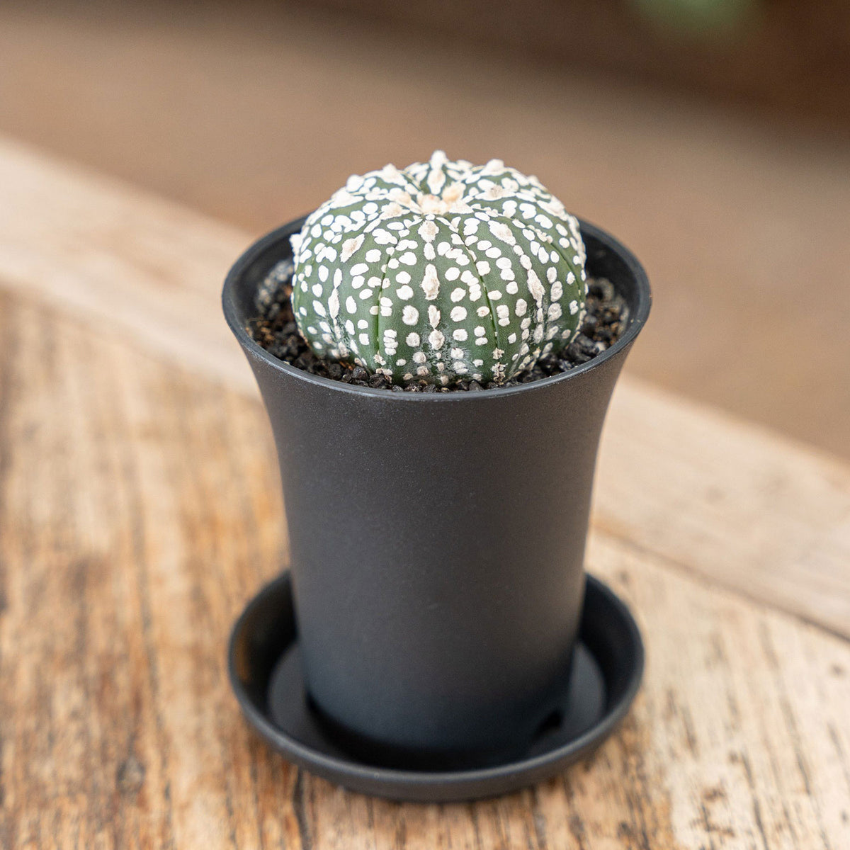Astrophytum Asterias Super Kabuto XL Cactus House Plant in 10cm Pot