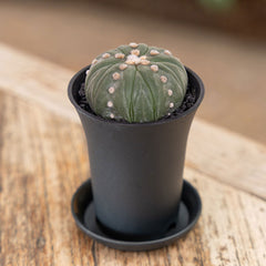 Astrophytum Asterias Fukuryu XL Cactus House Plant in 10cm Pot