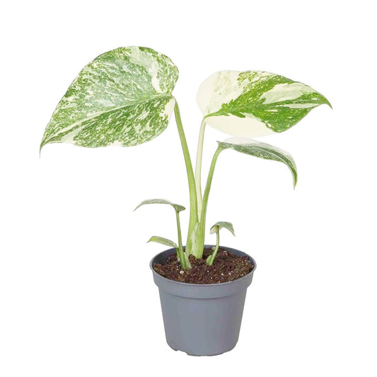 Creme Brulee Thai Constellation Monstera Cheese Plants 6cm Pot