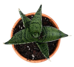Sansevieria Pagodah Dark 8cm Pot 15cm Height House Plant