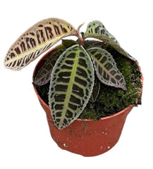 Labisia Turtle Back 10.5cm Pot House Plant