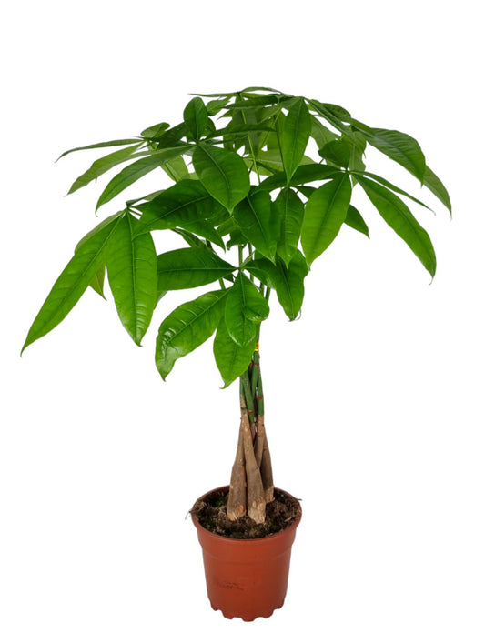 60 - 75cm Pachira Aquatica Money Tree 17cm Pot House Plant