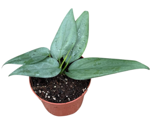 Scindapsus Hederaceus Silver 10.5cm Pot House Plant