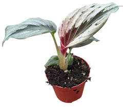Kaempferia Aurantiflora Jungle Silver House Plant 8cm Pot