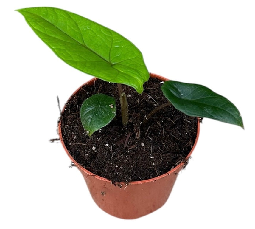 Alocasia Scalprum 8cm Pot 12cm Height House Plant