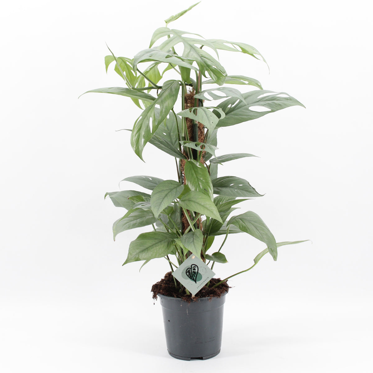 Epipremnum Cebu Blue Pothos House Plant