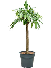 120 - 125cm Ficus Binnendijkii Amstel King 30cm Pot House Plant