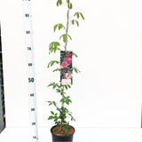 3x Akebia quinata 17cm Pot 60cm Shrub Plant Shrubs