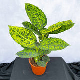 40 - 50cm Dieffenbachia Reflector Dumb Cane 17cm Pot House Plant
