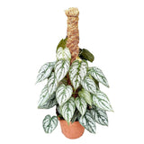 40 - 50cm Philodendron Brandtianum on Mosspole 17cm Pot House Plant