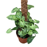 40 - 50cm Syngonium Batik on Mosspole 17cm Pot House Plant