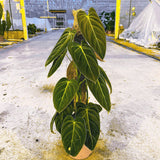 50 - 60cm Philodendron Melanochrysum on mosspole 17cm Pot House Plant