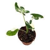 40 cm  Alocasia Macrorrhiza Variegata House Plant 14 cm Pot