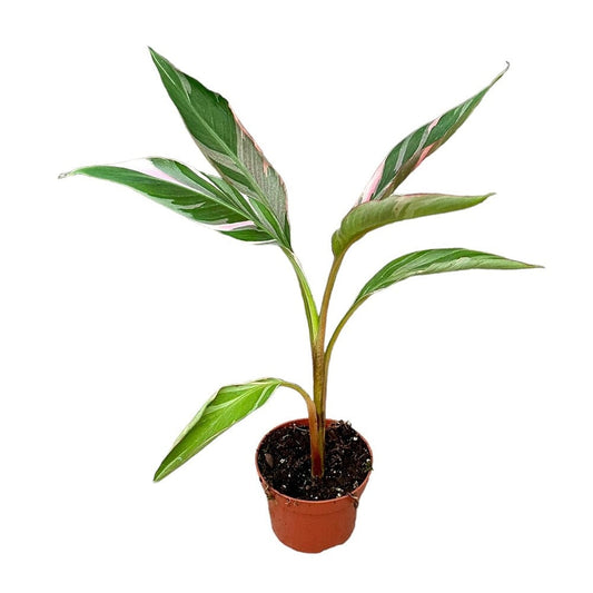 40 cm Musa Nono House Plant 14 cm Pot House Plant