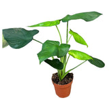40 cm  Syngonium Chiapense House Plant 19 cm Pot