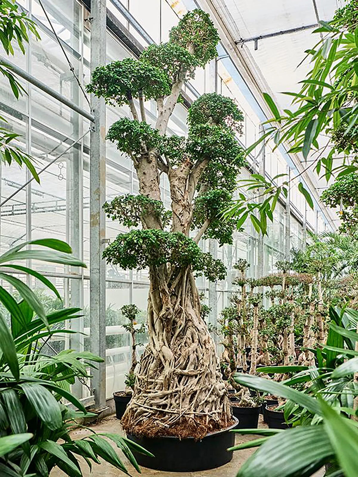 Mini Ficus 400 - 420cm Ficus microcarpa 'Compacta' XXL 110cm Pot House Plant ...