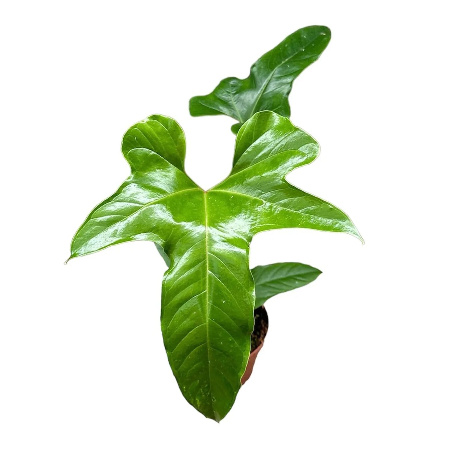 Anthurium pedatum