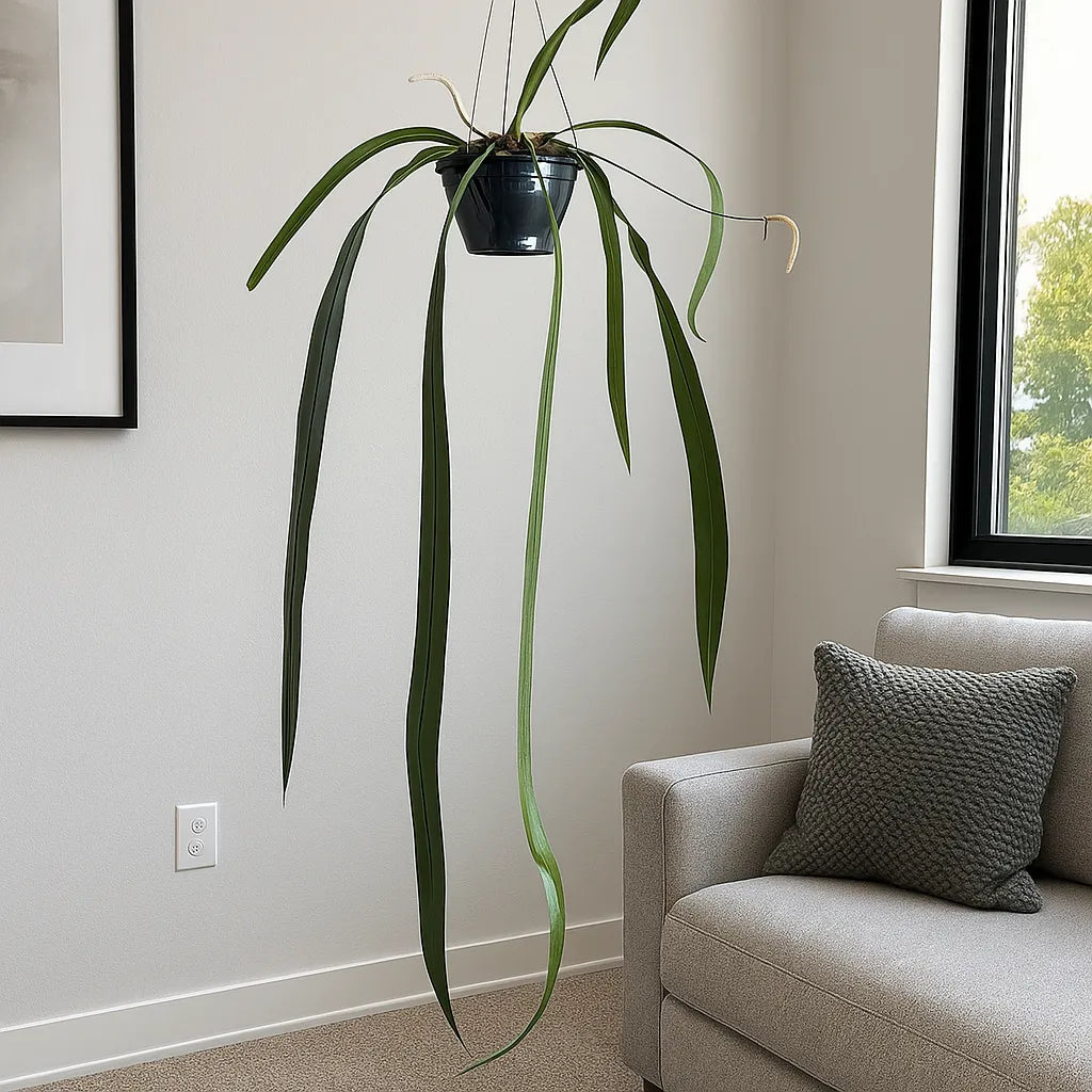 40 - 50cm Anthurium Vittarifolium House Plant 20cm Pot