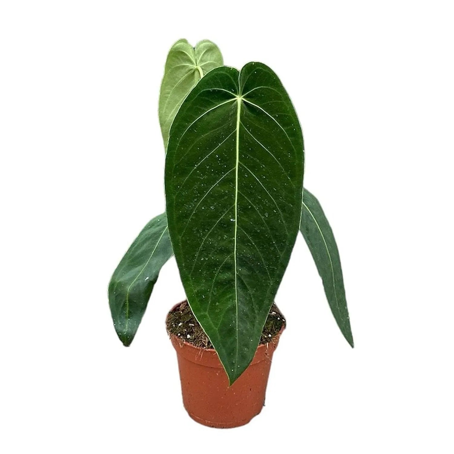 40 - 50cm Anthurium Warocqueanum x Waterburyanum House Plant 14 cm Pot