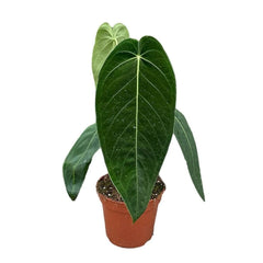40 - 50cm Anthurium Warocqueanum x Waterburyanum House Plant 14 cm Pot